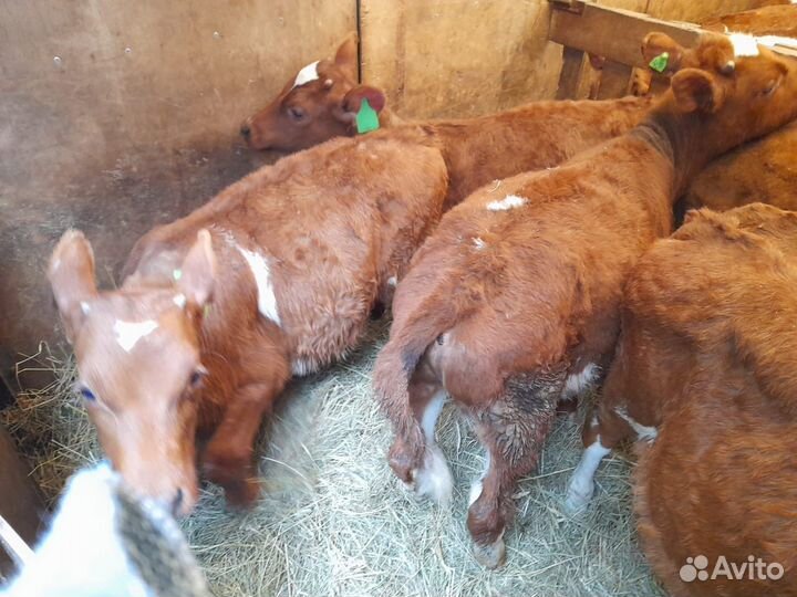Бычки и телята Венгерская порода