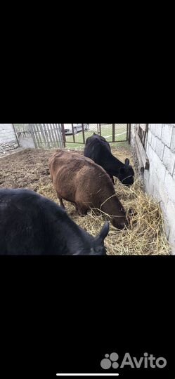 Тёлки Абердин Ангус