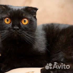 Черный вислоухий кот с голубыми глазами - 63 фото