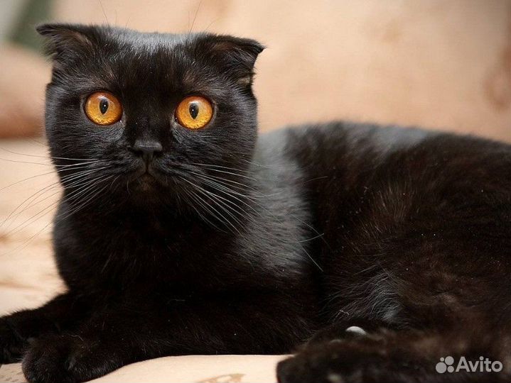 Кошка вислоухая черная купить в Махачкале | Животные и зоотовары | Авито
