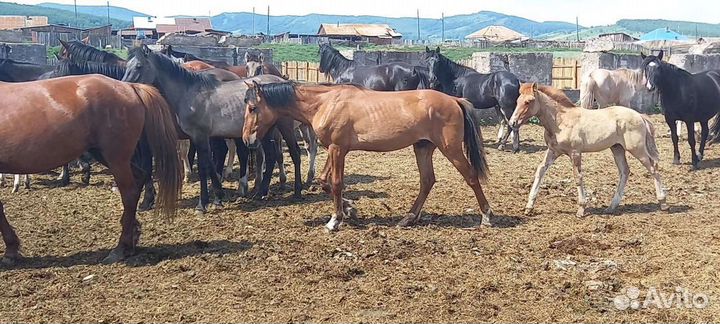 Продам жеребчиков