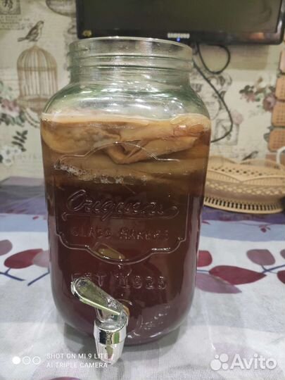 Чайный гриб