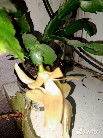 Декабристы розовый, жёлтый и белый