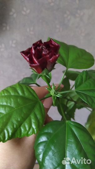 Китайская роза, цветет