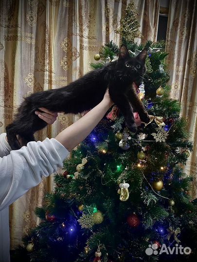 Котенок Мейн-кун