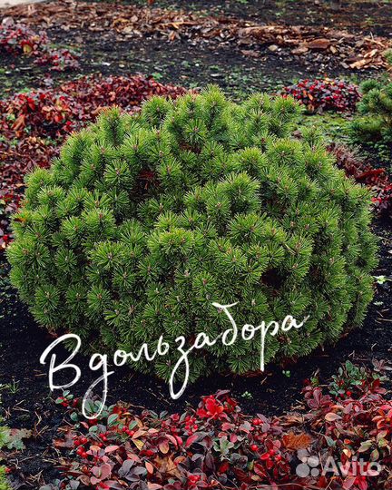 Сосна горная Мопс (Mops)