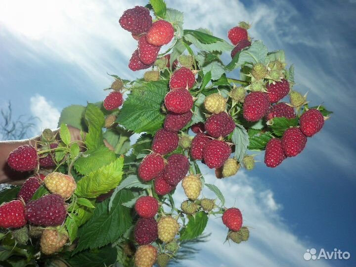 Саженцы малины