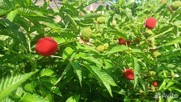 Малина Тибетская (Розолистная, Земляничная)