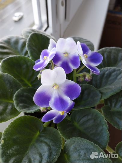 Сортовые фиалки