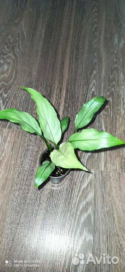 Спатифиллум спилт милк