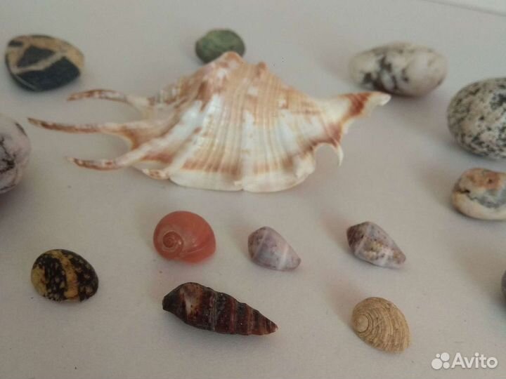 Ракушки и камни для декора и творчества