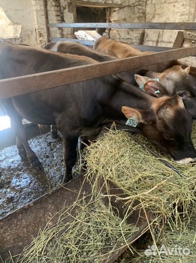 Бычки телята