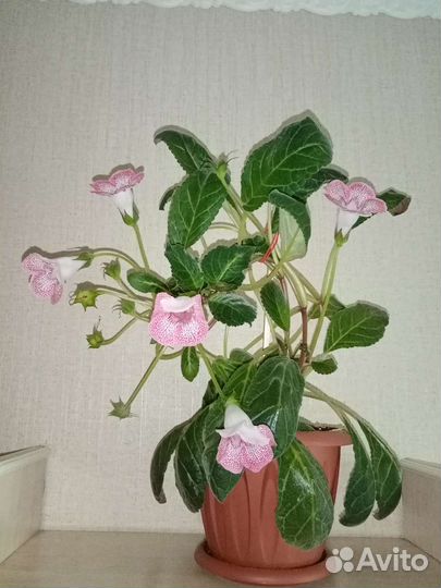 Глоксиния импресс