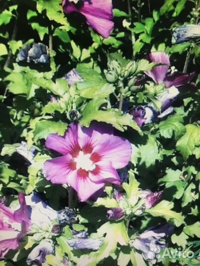 Саженцы гибискус фиолетовый и спирея японская для