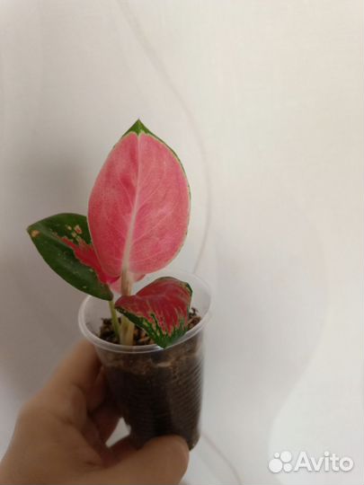 Агланемы тайские