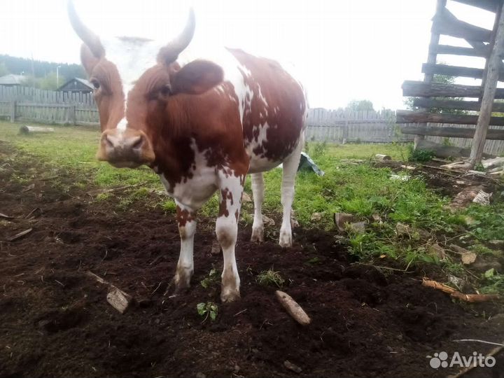 Нетель айширской породы 1.6 года