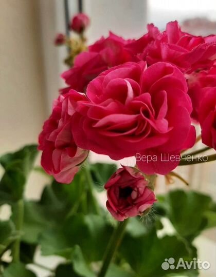 Пеларгония герань