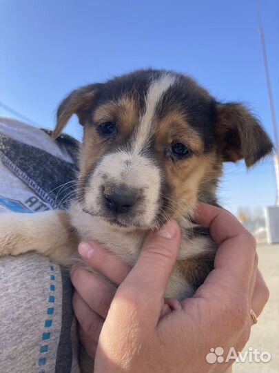 Щенок в добрые руки бесплатно