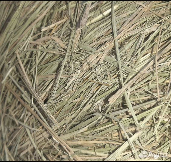 Сено луговое для грызунов