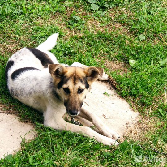 Щенок бесплатно в хорошие руки