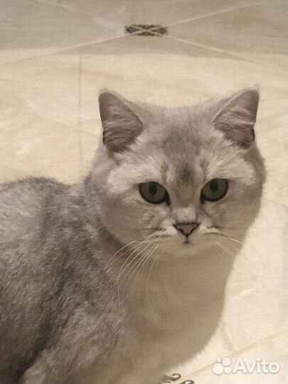 Британская кошка и кот