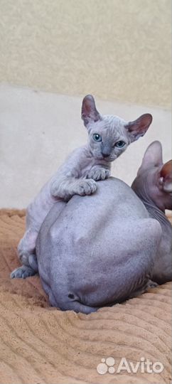 Канадский сфинкс эльф котенок