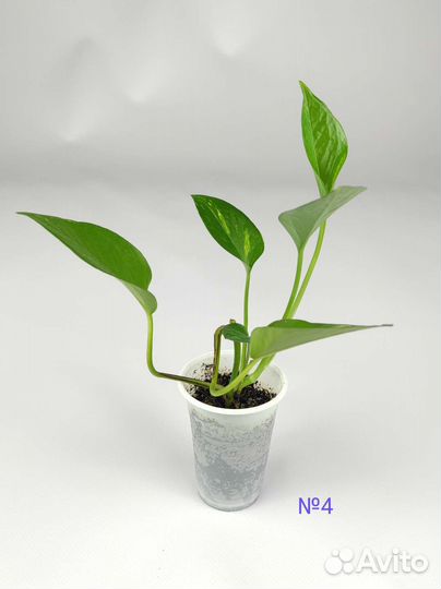 Эпипремнум золотистый, лиана