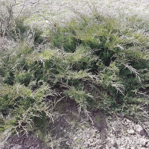 Продается казацкий можжевельник