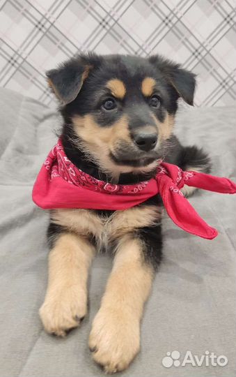 Щеночек-колобочек в добрые руки