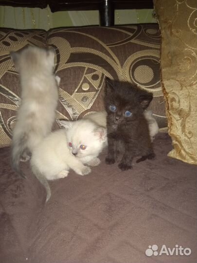 Отдам котят в добрые руки