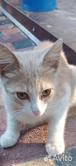 Рыжий котенок девочка