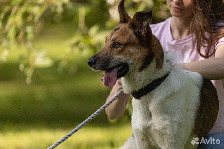 Собака в добрые руки