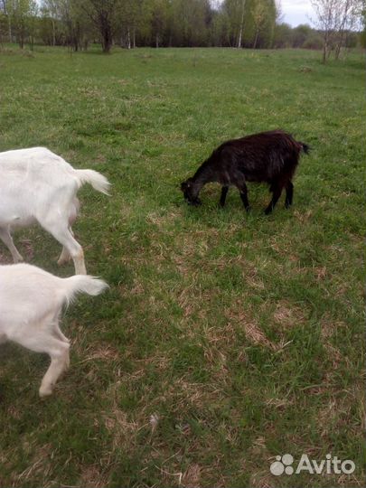 Коза дойная