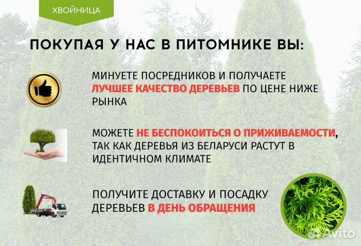 Туя Смарагд 1,8-2 м,Брабант,Колумна