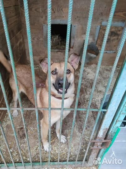 Собаки бесплатно