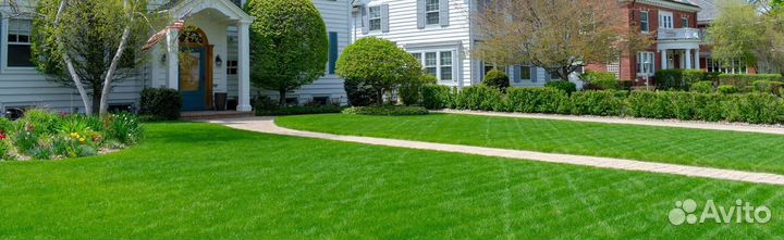 Семена газонных трав Карликовая