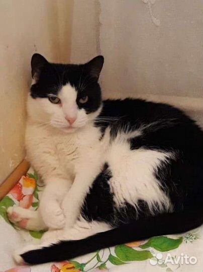 Котик Маркиз ищет дом