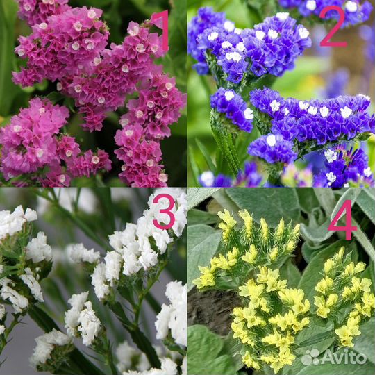 Лобелия, астра, хоста