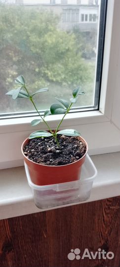 Комнатные растения