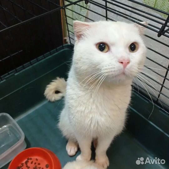 Кошка и кот в добрые руки