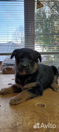 Щенки помесь немецкой овчарки и лайки