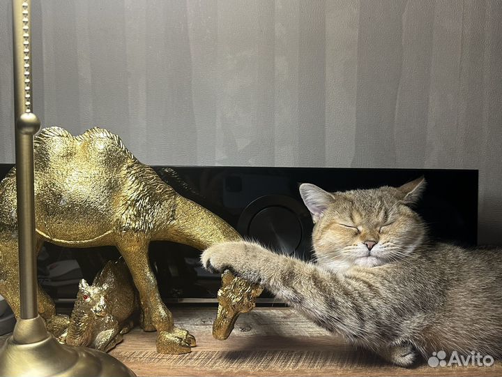 Кошка золотая шиншилла