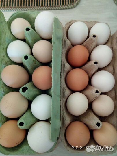 Домашние куриные яйца