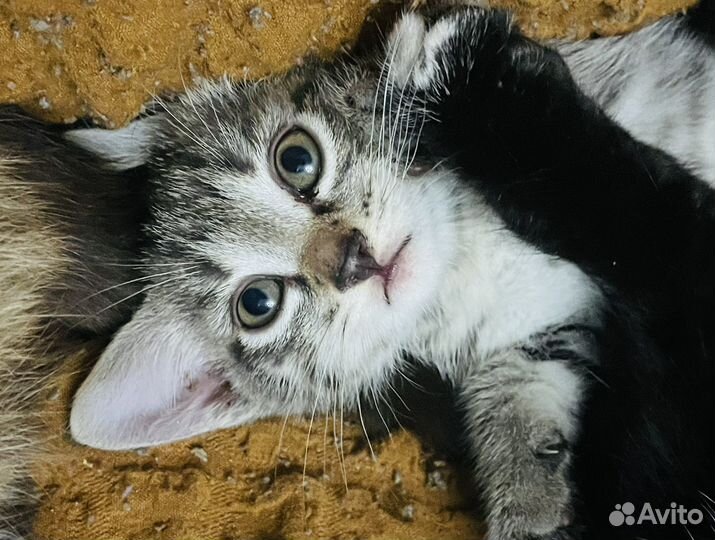 Кошечка