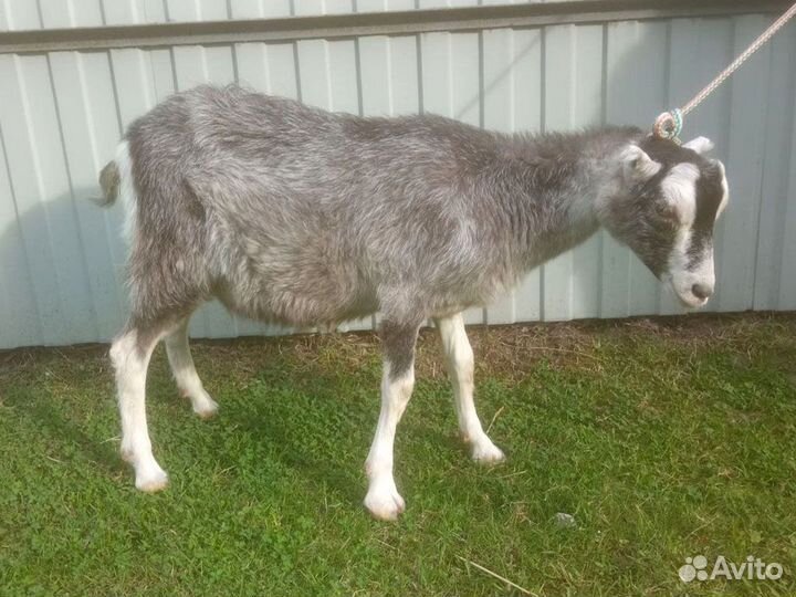 Козы и козлята ламанча