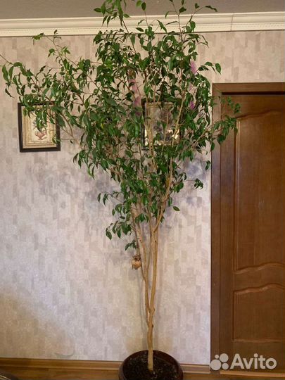 Фикус бенджамина