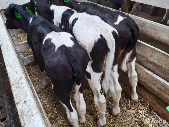 Бычки и телята