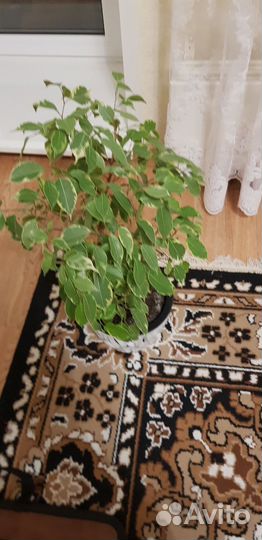 Фикус бенджамина