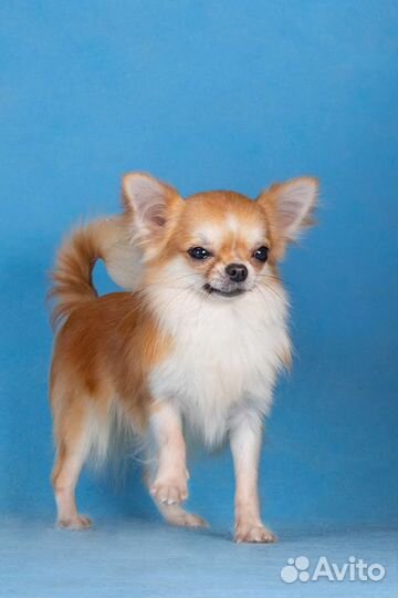 Чихуахуа щенок подросток кобель длинношерстный