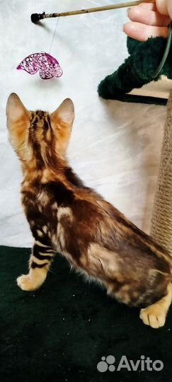 Бенгальские